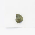 ammonite shell labradorite 18ct white gold cufflinks - cuff